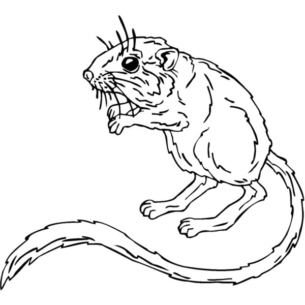 kangaroo mouse Thumbnail