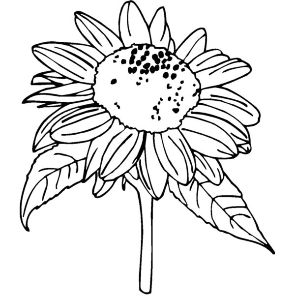 sunflower Thumbnail