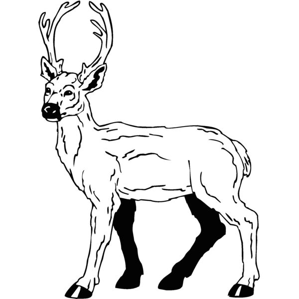 deer5 Thumbnail