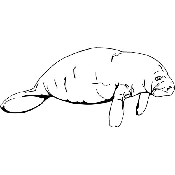manatee Thumbnail