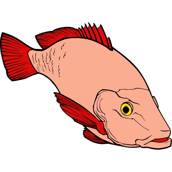 fish redsnapper 2 Thumbnail